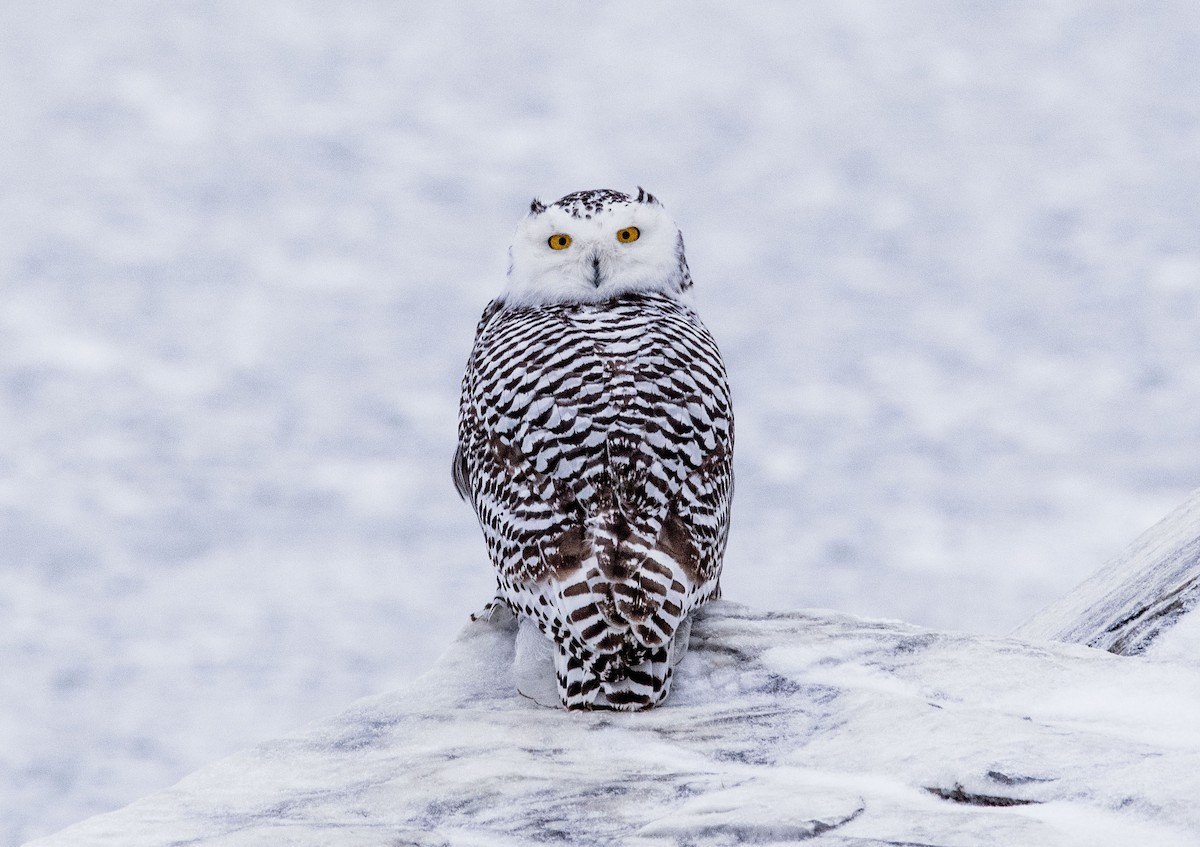 Snowy Owl - ML504431891