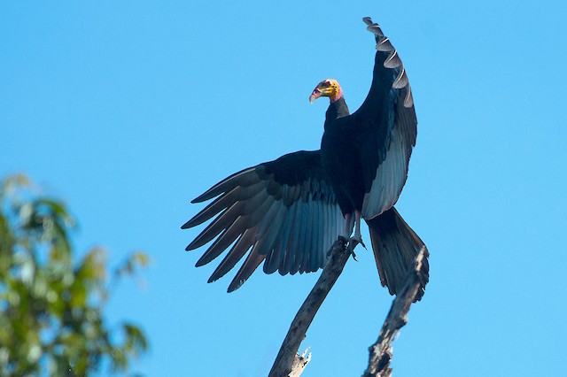  - Greater Yellow-headed Vulture - 