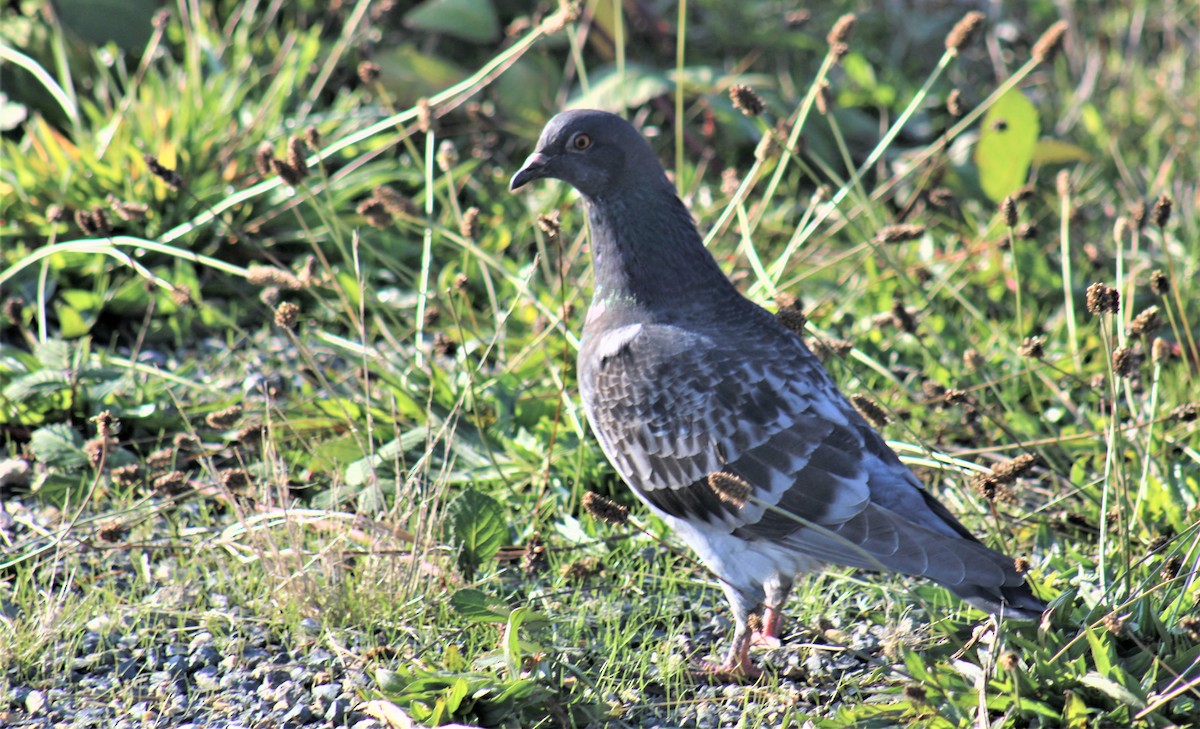 Rock Pigeon (Feral Pigeon) - Jon. Anderson