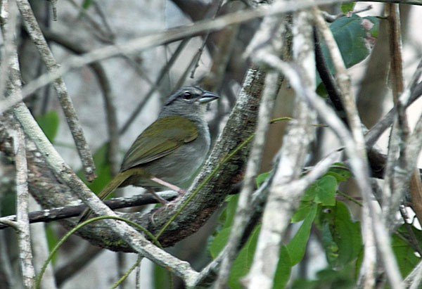 - Green-backed Sparrow - 