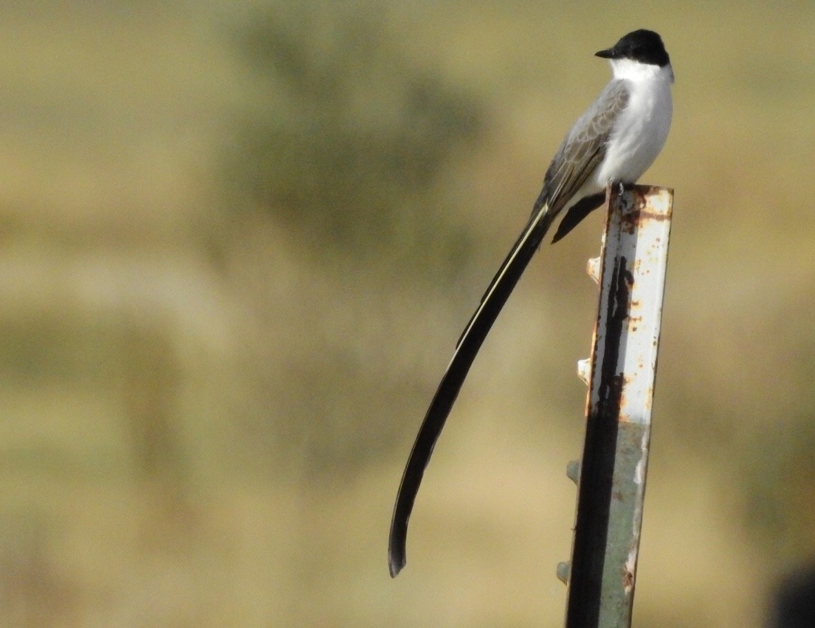 Fork-tailed Flycatcher - Scott Rashid