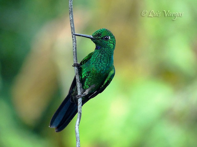 Green-crowned Brilliant male - Green-crowned Brilliant - 