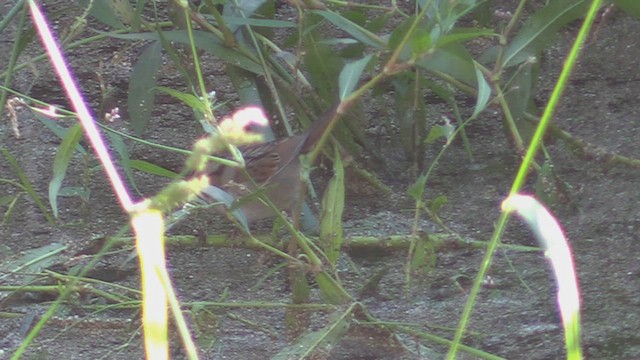 Swamp Sparrow - ML504457331
