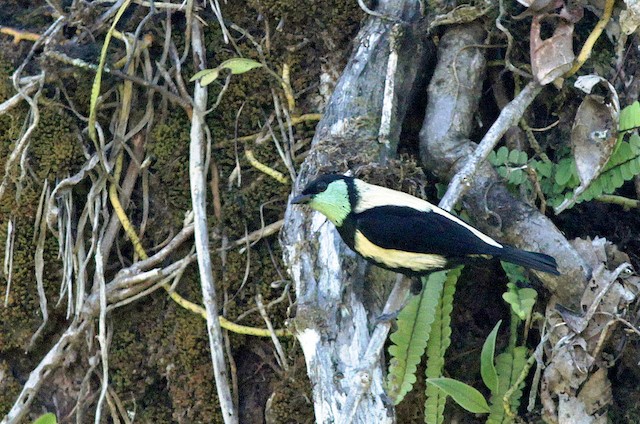  - Green-throated Tanager - 