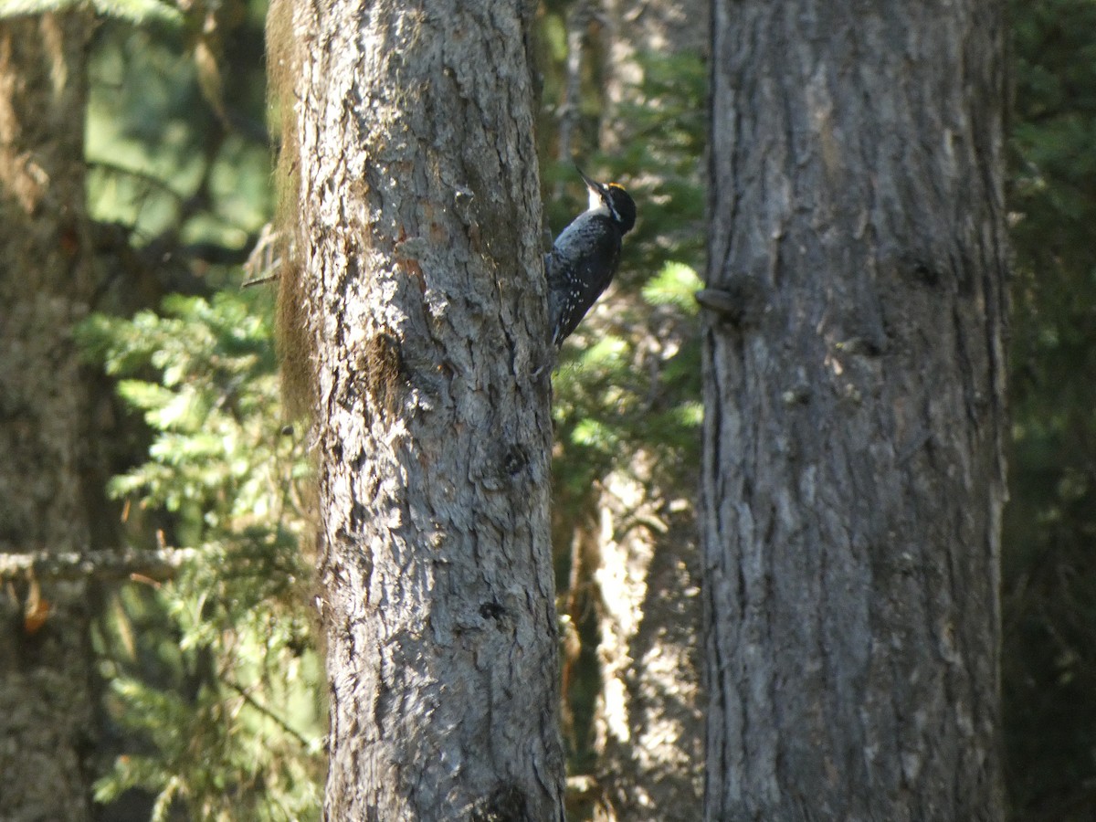 Black-backed Woodpecker - ML504467061