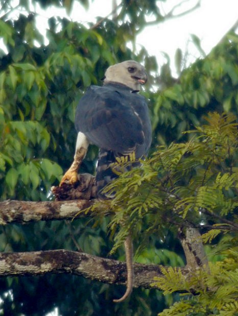 Harpy Eagle with prey item (probably Southern Tamandua) - Harpy Eagle - 