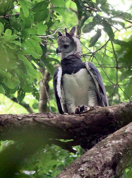 Harpy Eagle with prey (Iguana) - Harpy Eagle - 