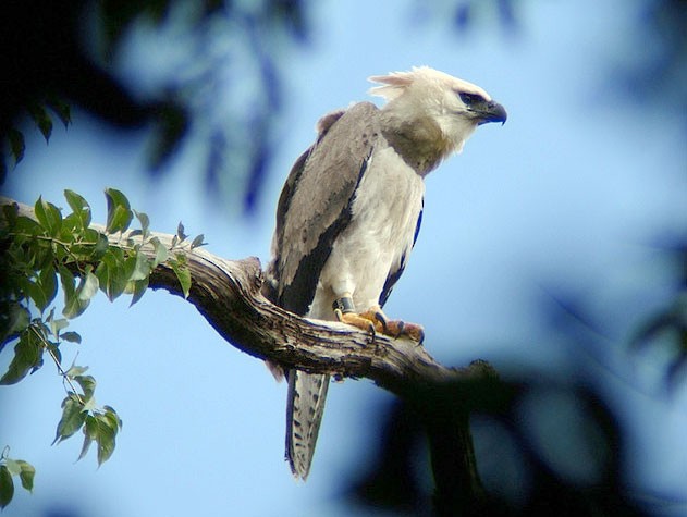 Harpy Eagle; (~3 yrs) - Harpy Eagle - 