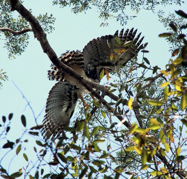 Harpy Eagle ventral view - Harpy Eagle - 