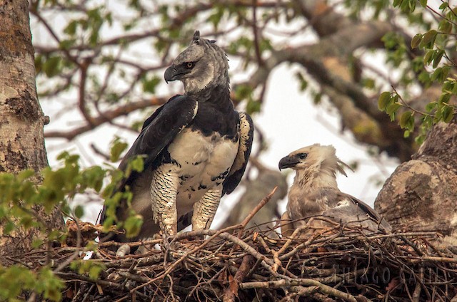Harpy Eagle on nest with juvenile - Harpy Eagle - 