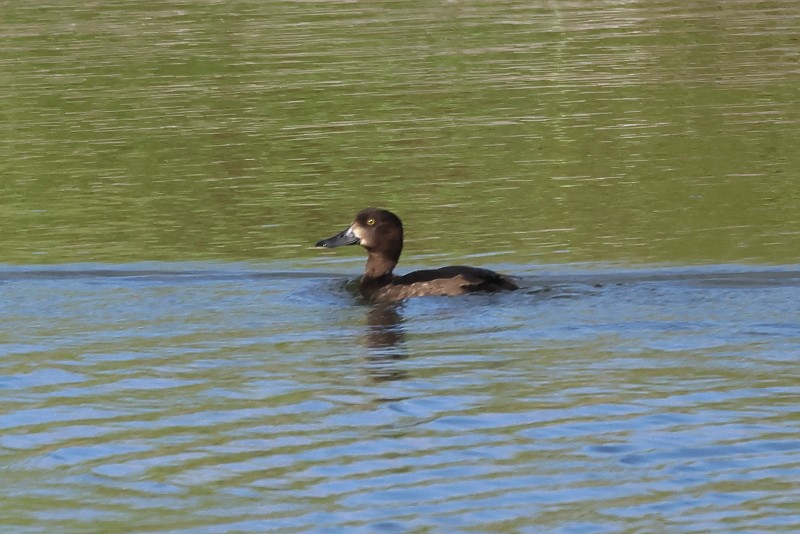 Tufted Duck - ML504472221