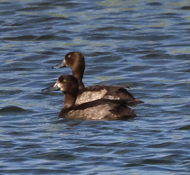Tufted Duck - ML504472231