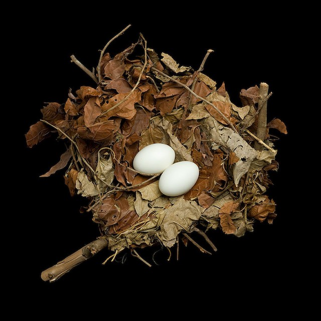 Highland Guan nest - Highland Guan - 