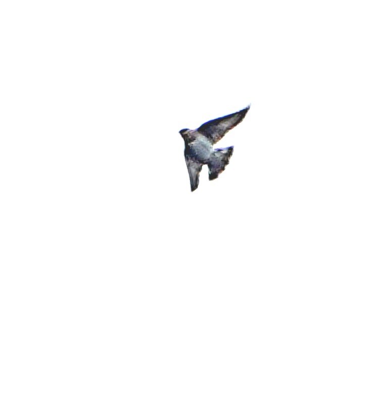 Cave Swallow (Texas) - ML504473121