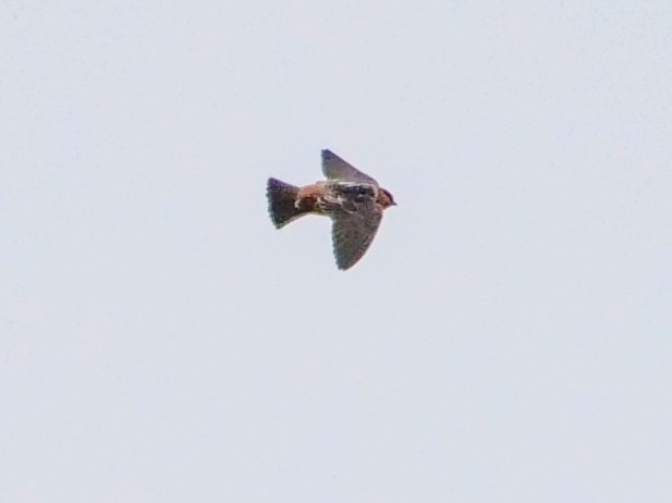 Cave Swallow (Texas) - ML504473411