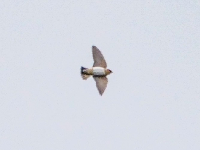 Cave Swallow (Texas) - ML504473431