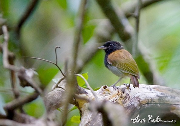 Hooded Gnateater male - Hooded Gnateater - 