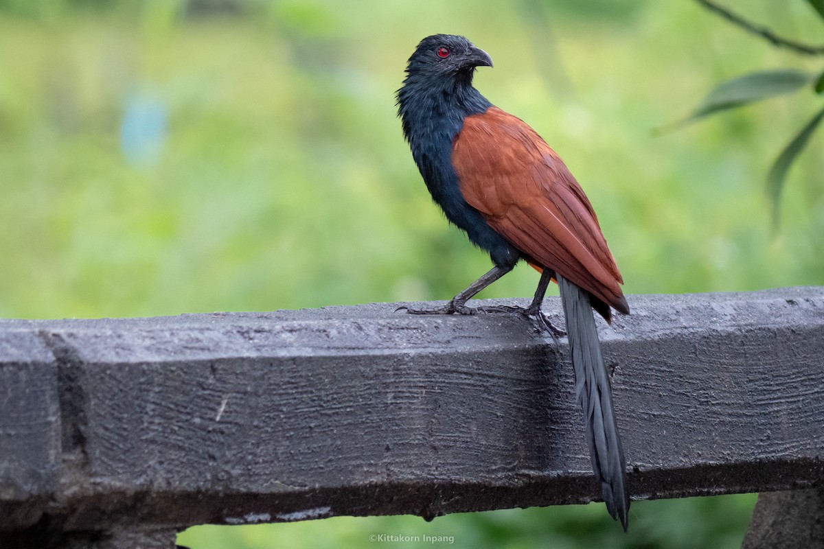Greater Coucal - ML504485471