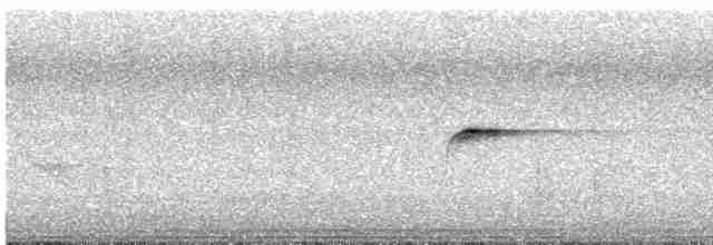 Myiomèle à queue blanche (leucura/montium) - ML504486031