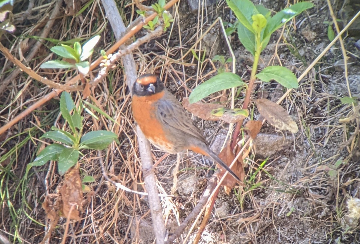 Rufous-breasted Warbling Finch - ML504498771