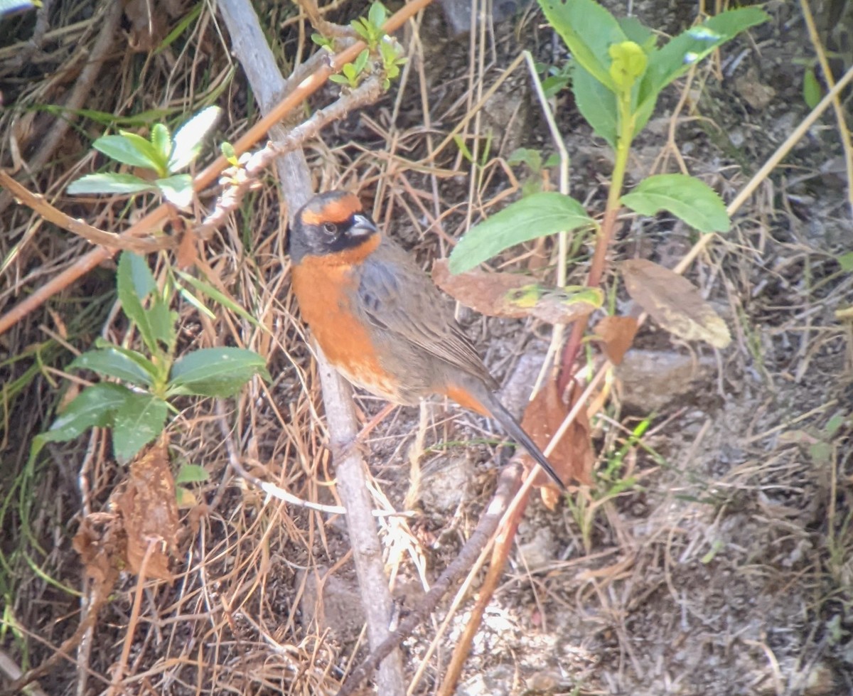 Rufous-breasted Warbling Finch - ML504498791