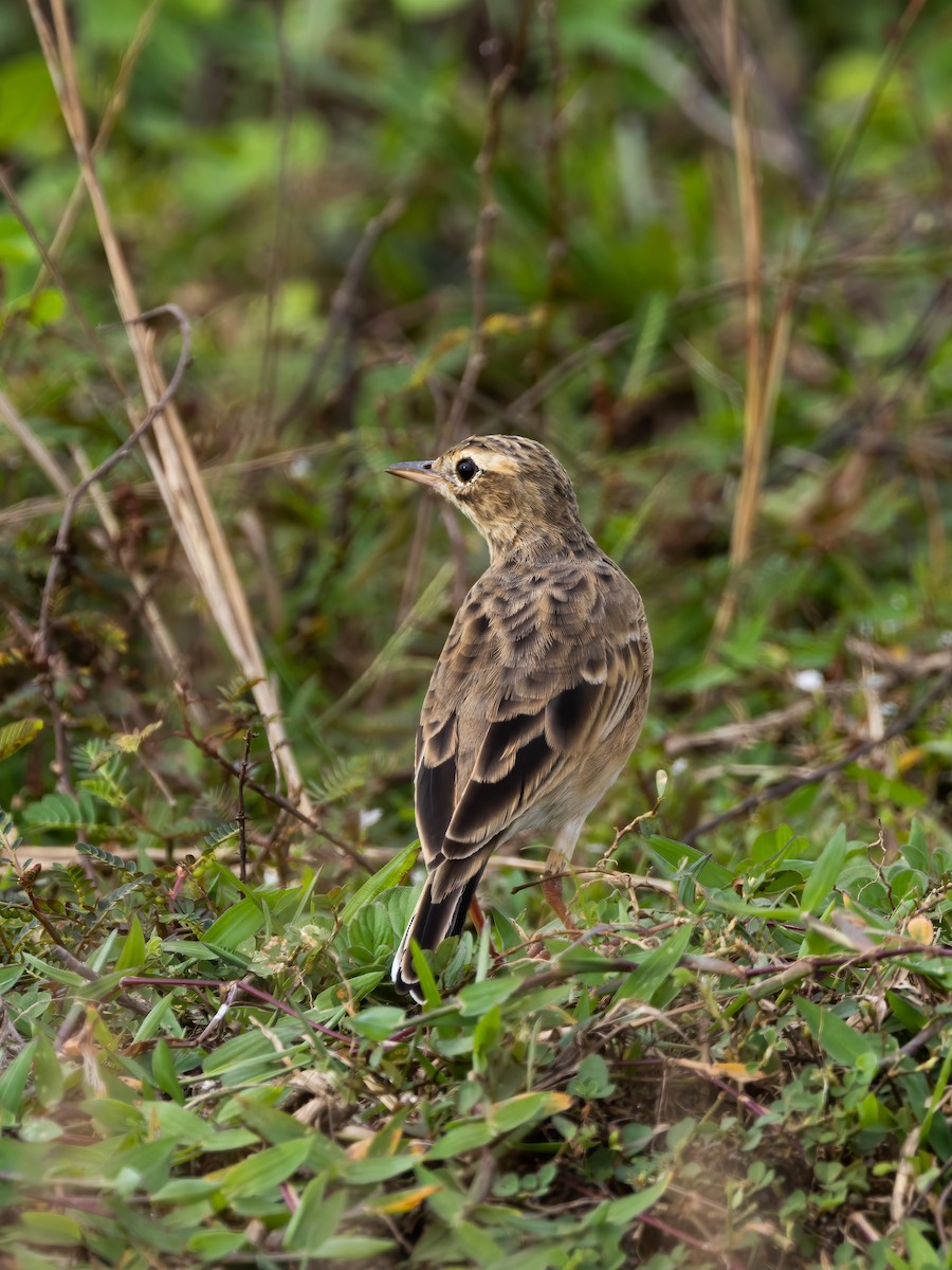 Paddyfield Pipit - ML504501201
