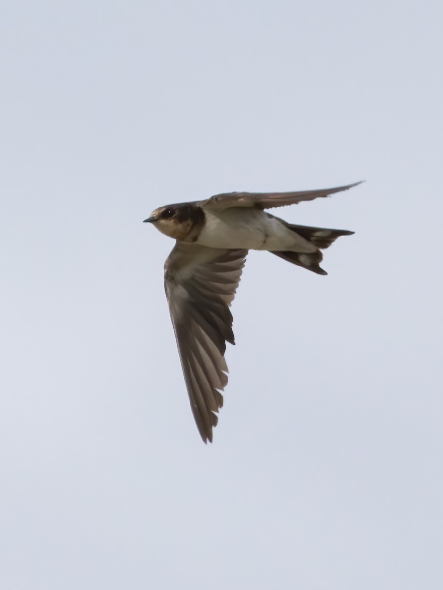 Barn Swallow - ML504501821