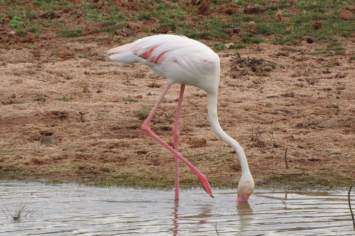 Greater Flamingo - Dieter Oschadleus
