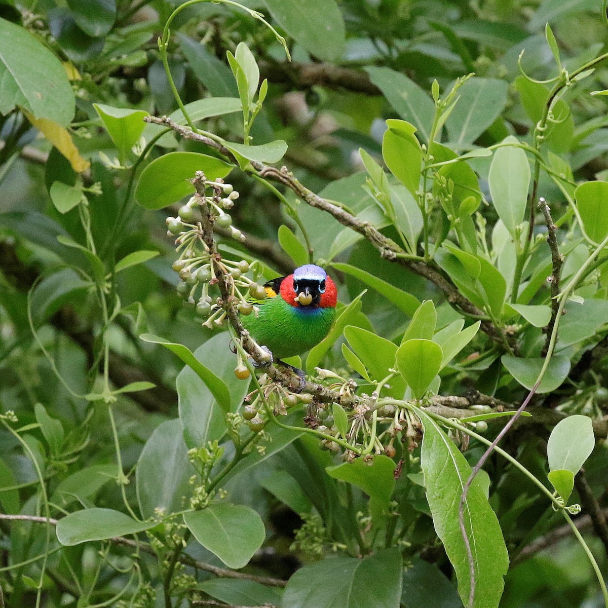 Red-necked Tanager - ML504507341
