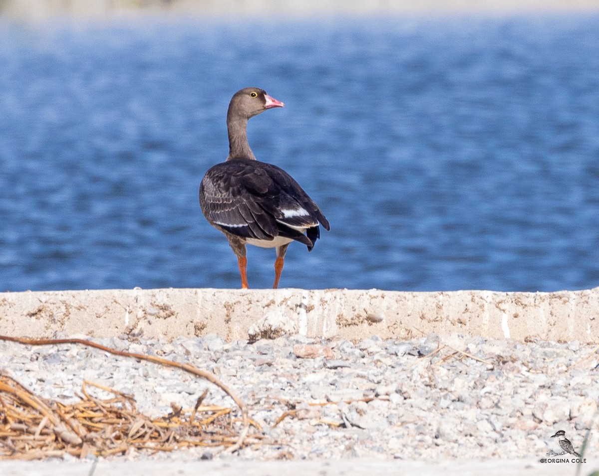 Lesser White-fronted Goose - ML504508731