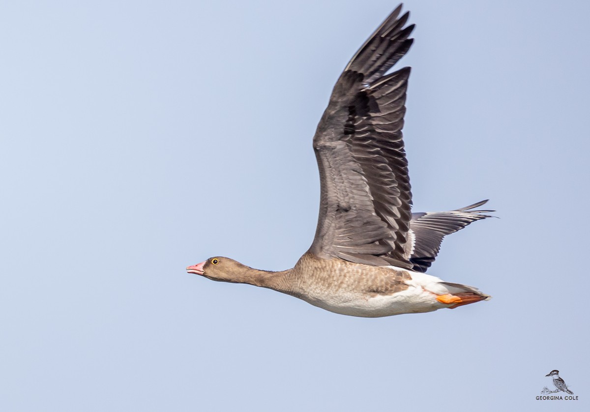 Lesser White-fronted Goose - ML504508741