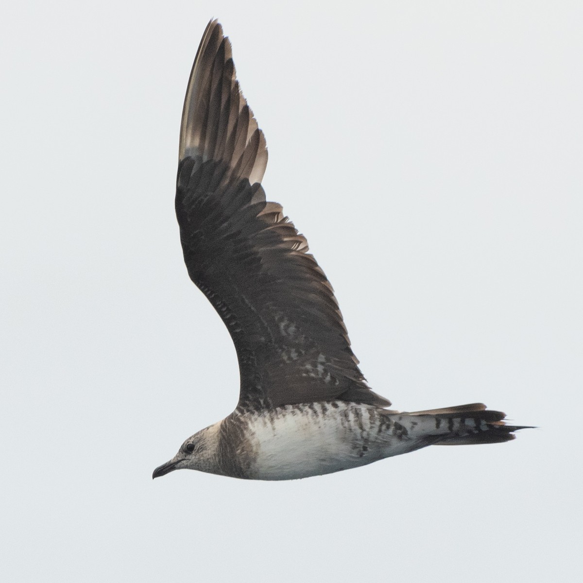 Long-tailed Jaeger - ML504508921