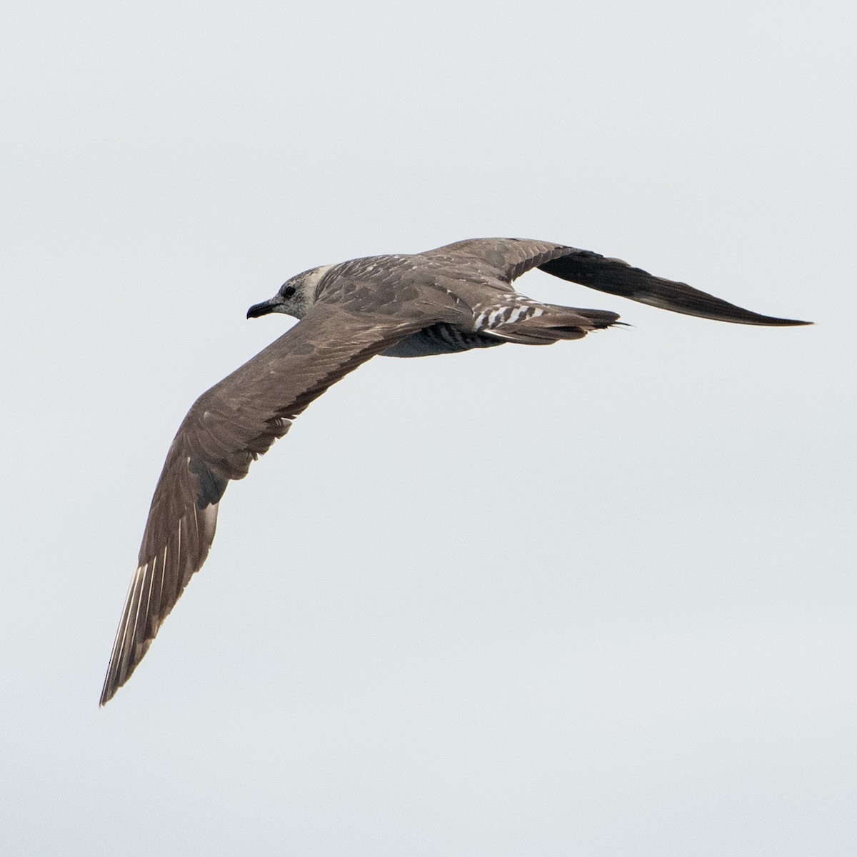 Long-tailed Jaeger - ML504508931