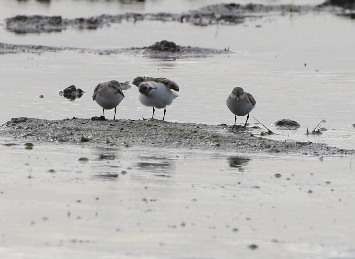 eBird Australia Checklist - 16 Nov 2022 - Canturf Turf Farm - 9 species