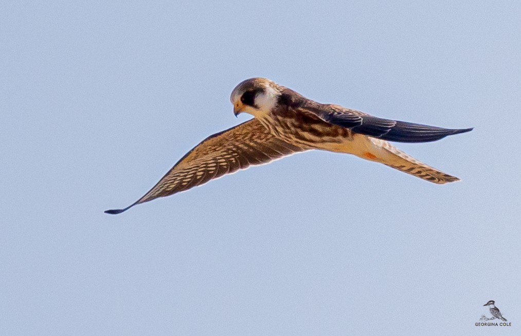 Red-footed Falcon - ML504511061