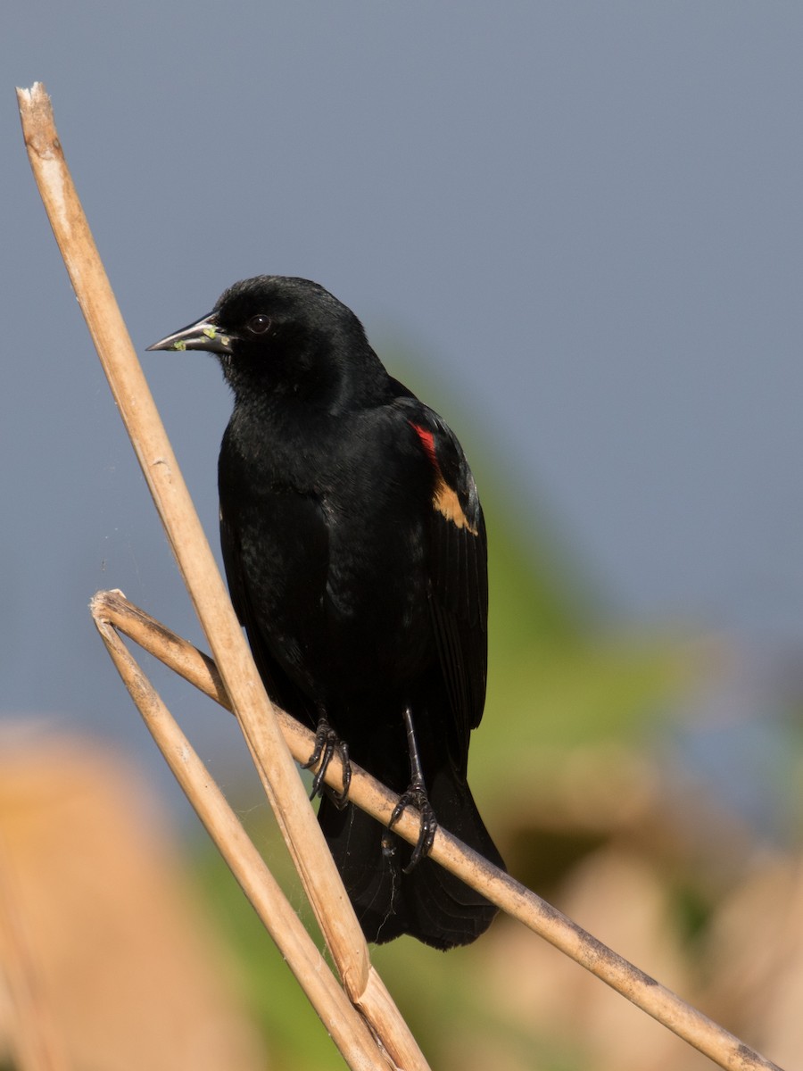 Red-winged Blackbird - Lynette Spence