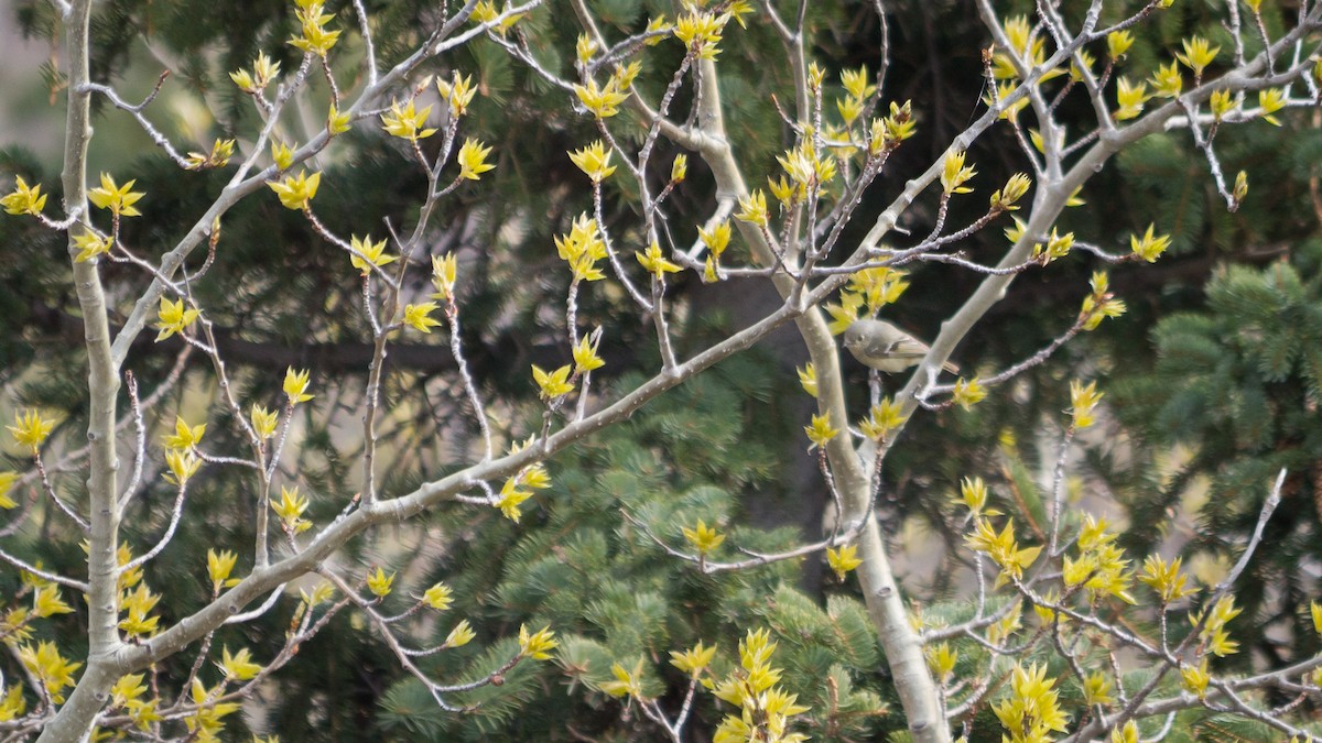 EBird Checklist 13 May 2018 Chugach SP McHugh Creek Trail 2 Species   1200