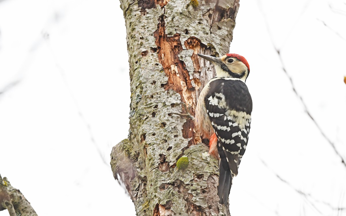 White-backed Woodpecker (White-backed) - ML504516981