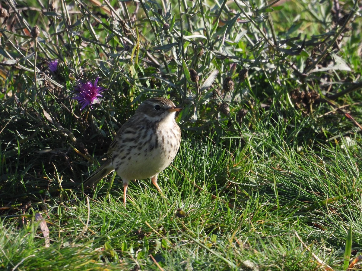 Meadow Pipit - ML504527371