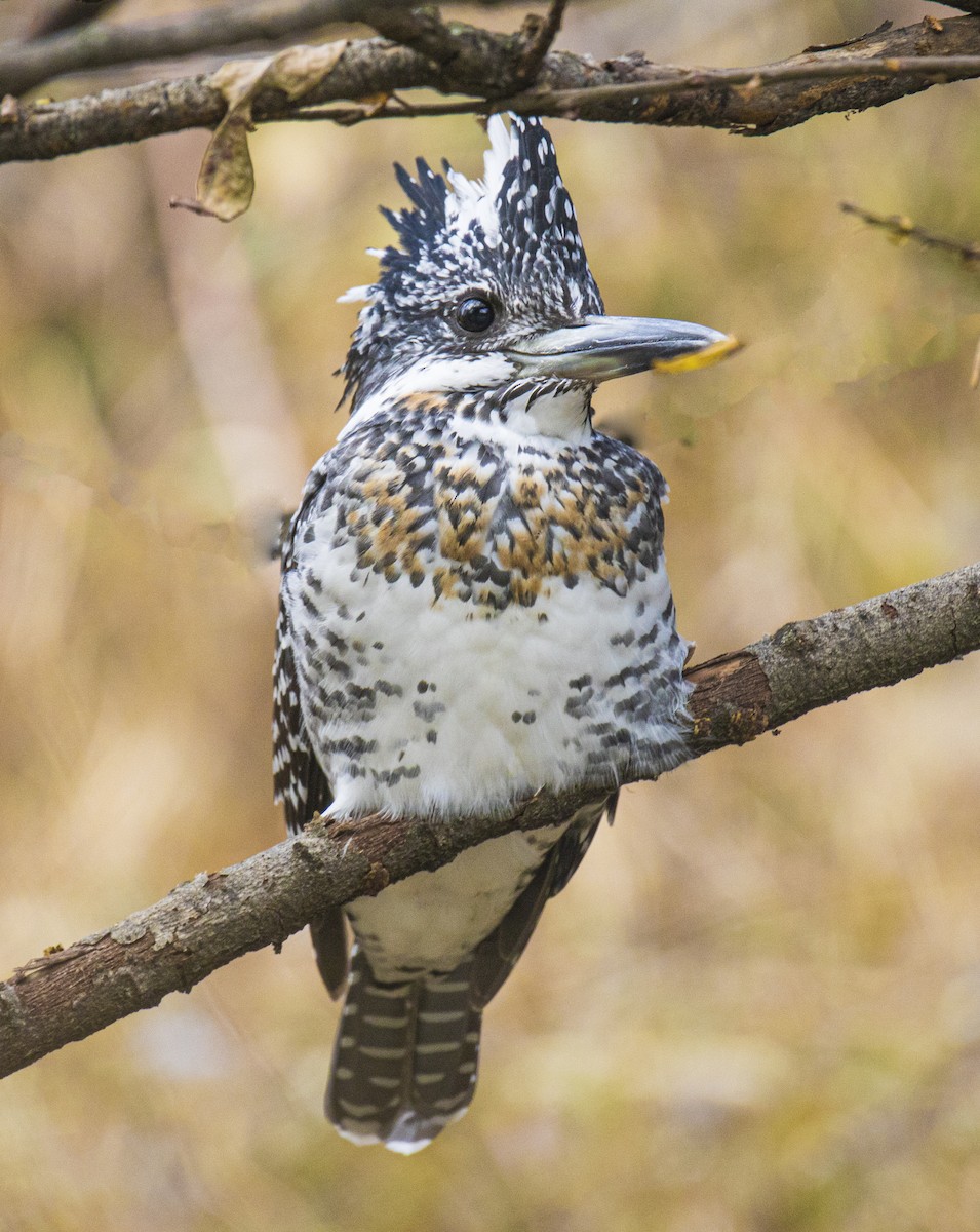 Crested Kingfisher - ML504530251
