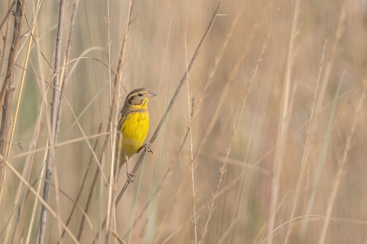 Yellow-breasted Bunting - ML504533421