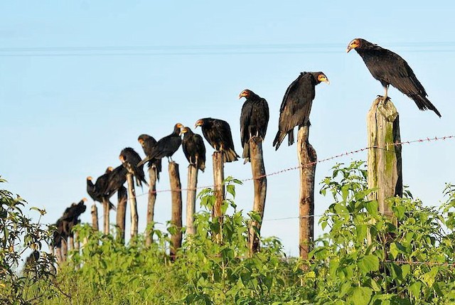 Lesser Yellow-headed Vulture (subspecies urubutinga) - Lesser Yellow-headed Vulture - 