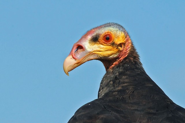 Lesser Yellow-headed Vulture (subspecies urubutinga) - Lesser Yellow-headed Vulture - 