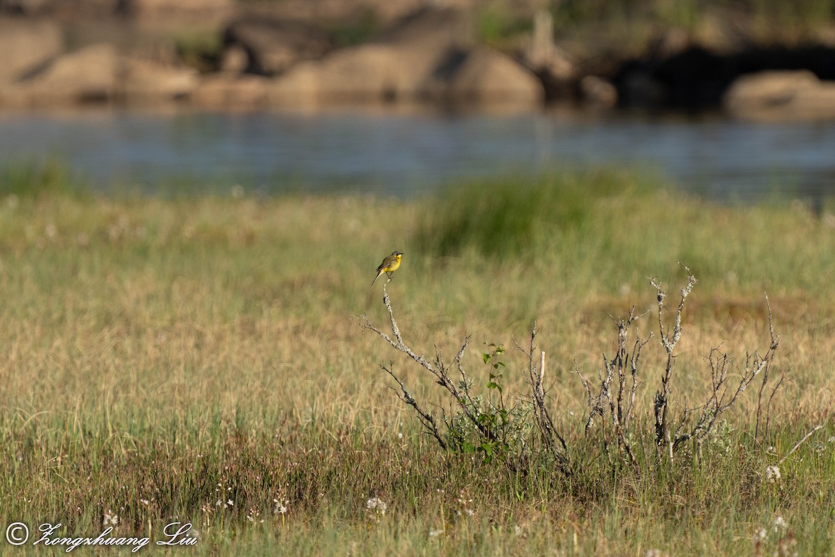 Western Yellow Wagtail (thunbergi) - ML504534231