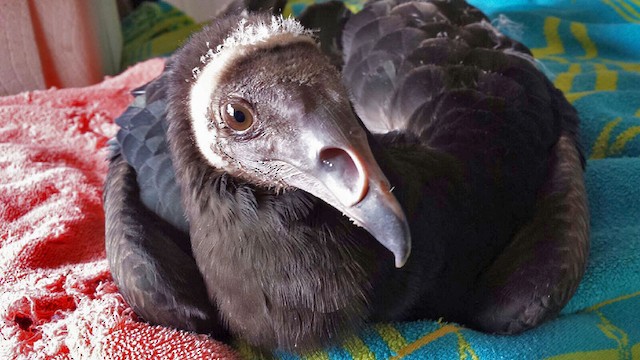 Lesser Yellow-headed Vulture at 11.5 weeks -  - 
