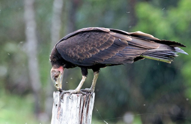 Lesser Yellow-headed Vulture (subspecies urubutinga) immature - Lesser Yellow-headed Vulture - 