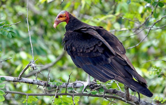 Lesser Yellow-headed Vulture (subspecies burrovianus) - Lesser Yellow-headed Vulture - 
