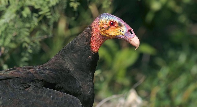 Lesser Yellow-headed Vulture (subspecies burrovianus) - Lesser Yellow-headed Vulture - 