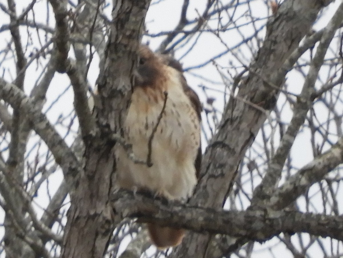 Red-tailed Hawk - ML504536771