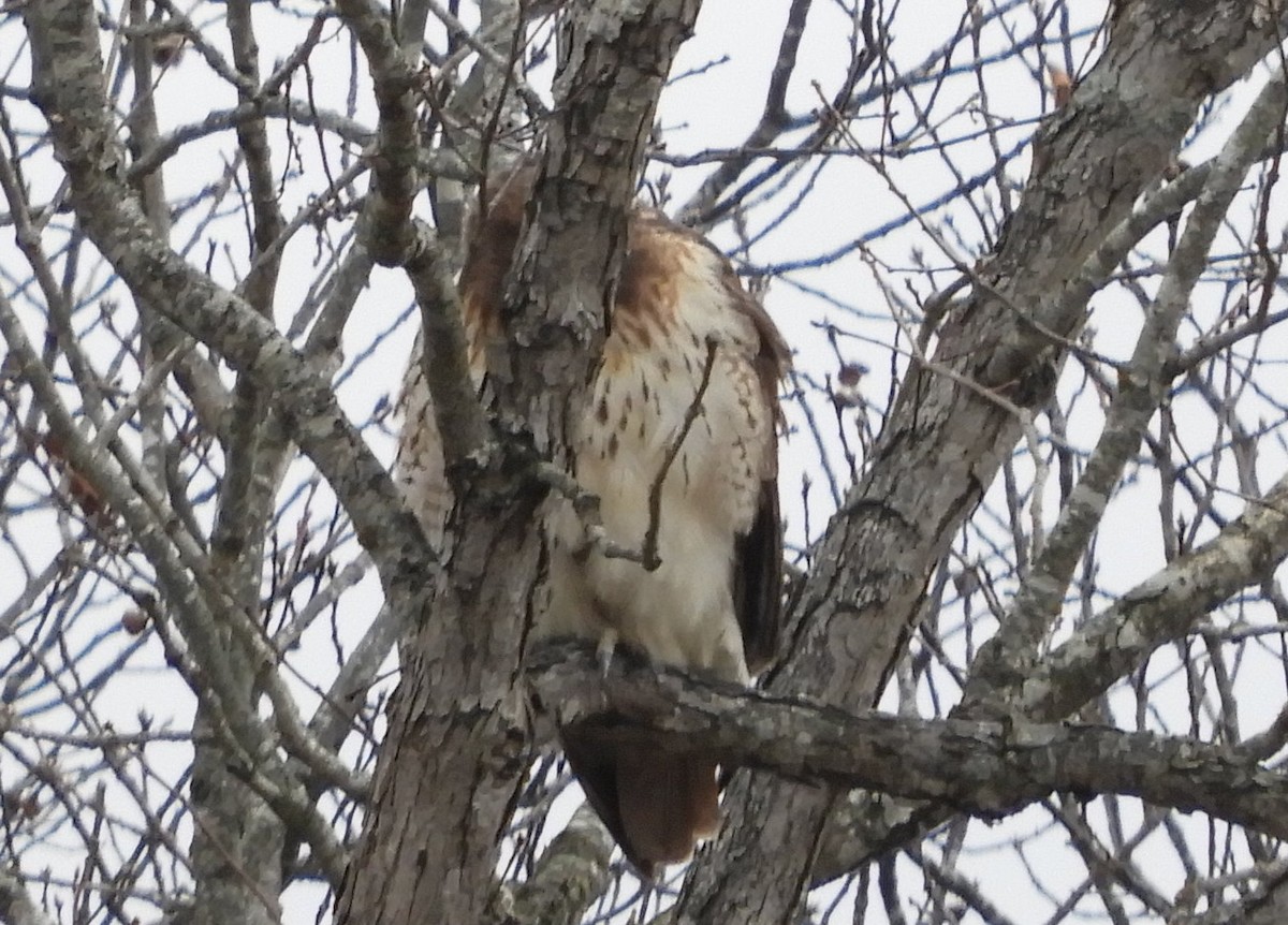 Red-tailed Hawk - ML504536781